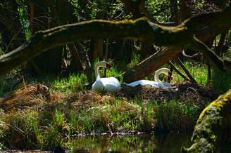 Zwanen Nest Nature 3318040