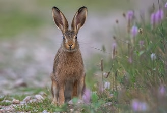 Konijn in veld