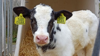 Cow 1766102 1920