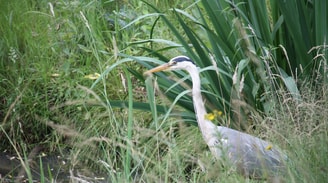 Foto website