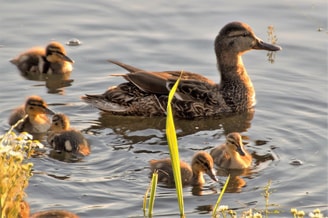 Eenden jongen water gras