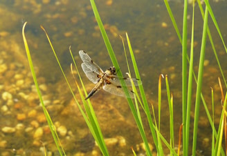 Libelle water