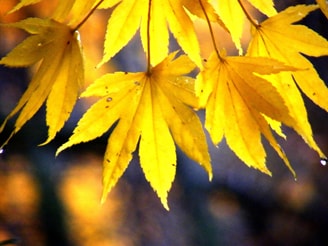 Leaves of gold