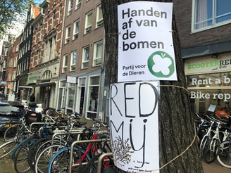 Bomen kappen Rozengracht
