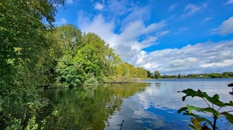 Flevopark bomenkap