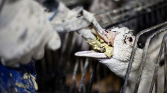 Foie gras gans