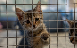 Kitten in asiel door Emma Verbree