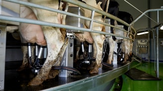 Koeien aan melkmachine