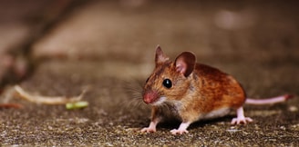 Muis Pixabay
