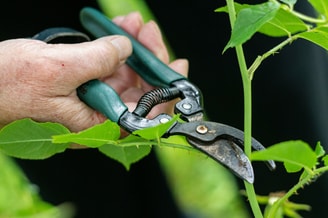 Planten knippen Unsplash