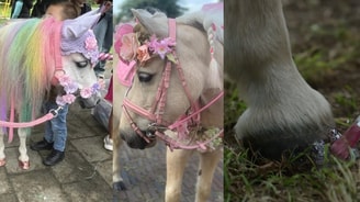 Ponys omslagfoto