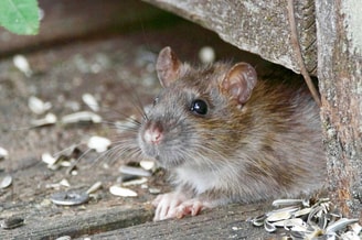 Rat van Unsplash