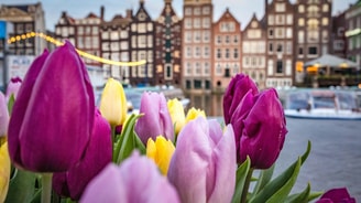 Tulpen in Amsterdam van Canva