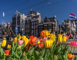 Tulpenfestival b