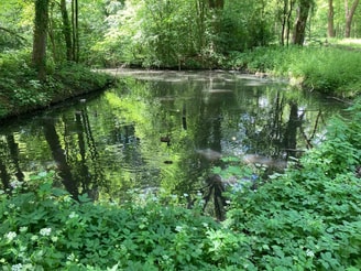 Water Vliegenbos DW