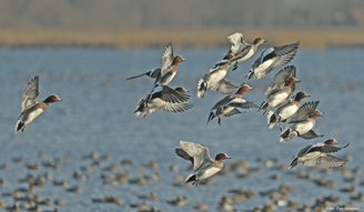 Website header petitie tegen vakantiewoningen twiske