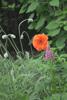 Inheemse bloemen