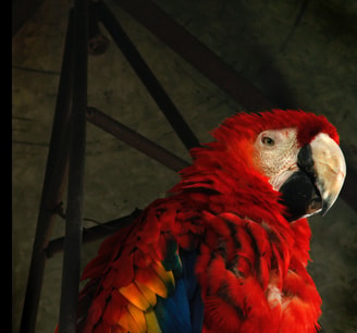 Jan canty NAHA Hf A0e8c unsplash