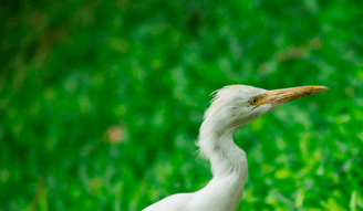 Kraanvogel