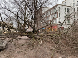 Omgevallen boom Haarlemmerplein