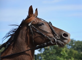 Paard