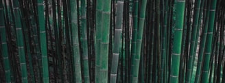 Bamboe