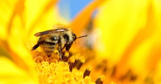 Bij op zonnebloem