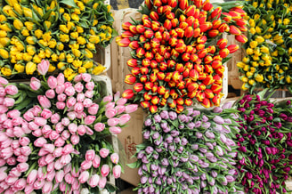 Bloemen