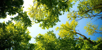 Bomen in de lucht