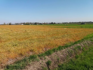 Dood gespoten weiland met glyfosaat foto 2