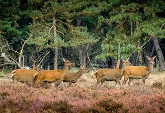 Herten op de Veluwe