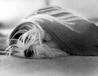 Hond die slaapt zwart wit