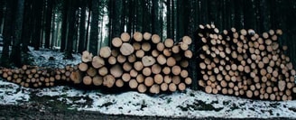 Omgehakte Bomen Foto 2