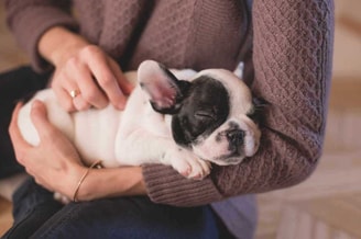 Puppy op arm groot formaat