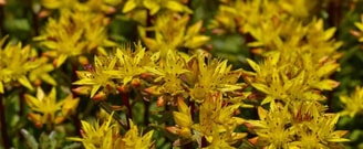 Sedum foto 1