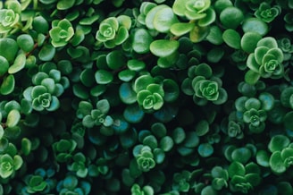 Sedum