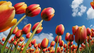 Tulpenveld