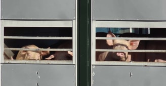 Varkens voor de slacht