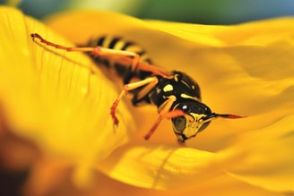 Wesp op gele bloem grote foto