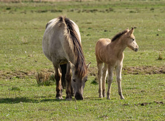 Konik paarden
