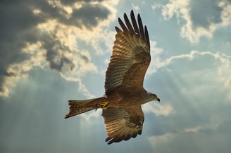 Buzzard 5522482 1920