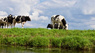Koeien akkerland beest blauwe