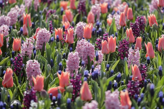 Beeld Keukenhof 1