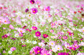 Bloemenveld cosmos pixabay