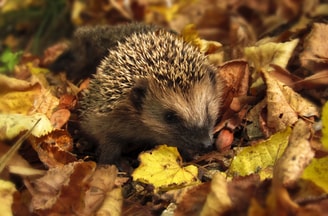 Hedgehog egel Pixabay