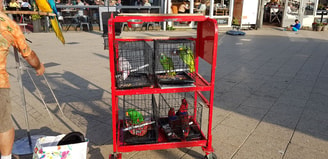 Papegaaien Boulevard Scheveningen 1037 Against Animal Cruelty web