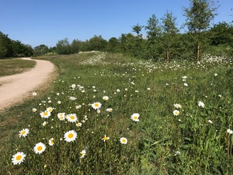 Vlietzone veld met bloemen