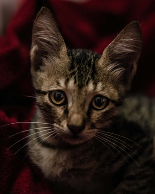 Verdrietige kat