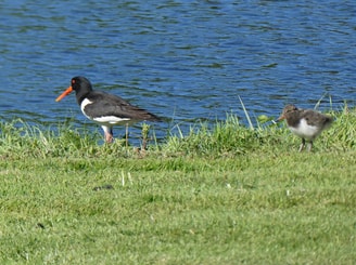 Vogel1