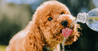 Hitte hond water